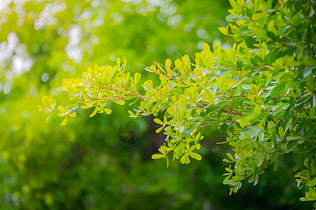 绿色的树叶环境植物群植物文化草本植物生活植物人光合作用发芽蔬菜图片