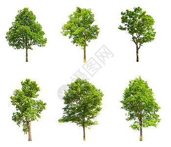 孤立的树 白色背景上隔离的收藏树植物群木头收藏品生态叶子环境森林生长季节绿色图片