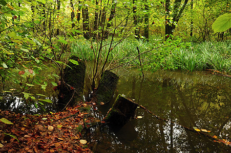 黑暗沼泽反射池塘公园叶子苔藓季节环境植物乡村荒野图片