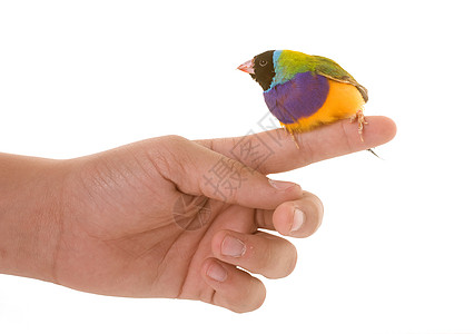 在演播室手指工作室紫色绿色黄色鸟笼栖息夫人宠物动物图片
