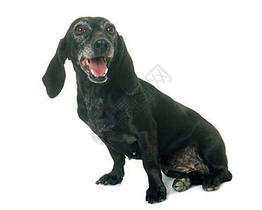 旧黑色 dachshund宠物猎狗动物工作室图片