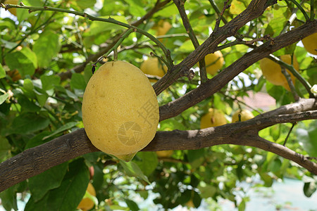 在树枝和叶子之间提取柠檬果收成树林热带果园水果墙纸植物生长花园农业图片