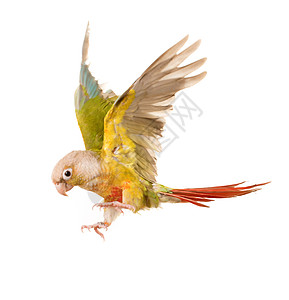 绿盛的鹦鹉飞行动物羽毛工作室宠物运动图片
