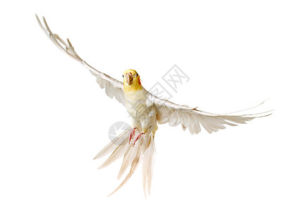 灰色苍蝇飞翔羽毛翅膀工作室白色睡莲飞行动物运动宠物鹦鹉图片
