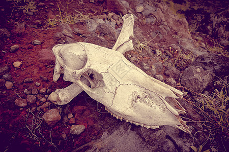 马头骨和骨头危险牙齿奶牛公园环境骨骼野生动物地面沙漠海盗图片