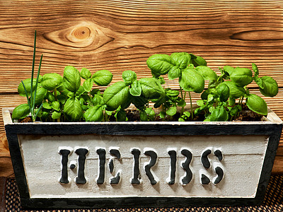 新鲜绿色巴西水滴盒子静物健康饮食草本植物菜园食物叶子纹理饮食图片