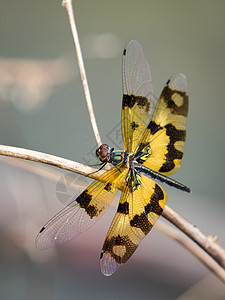 以自然背景为依托的龙尾苍蝇图像插图漏洞宏观动物群翅膀昆虫公园蓝色植物眼睛图片