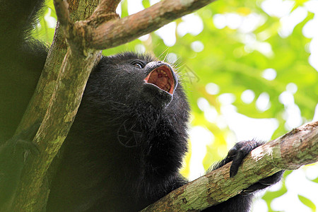 黑喇叭猴子叫声接近近距离毛皮丛林热带灵长类栖息地濒危悲伤男性动物群哺乳动物图片