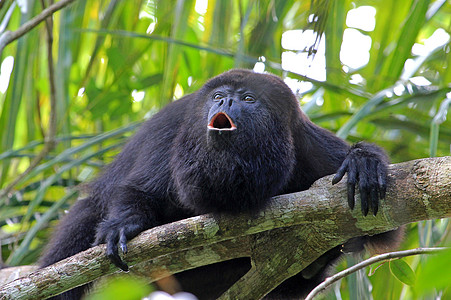 黑喇叭猴子叫声悲伤动物风景野生动物森林荒野热带尾巴濒危领导者图片