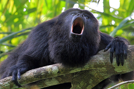 黑喇叭猴子叫声风景尾巴利基栖息地动物热带野生动物哺乳动物毛皮狒狒图片
