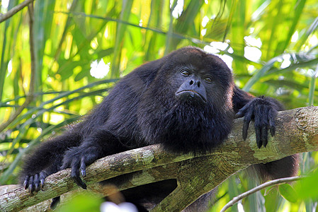 黑喇叭猴子看起来很悲伤毛皮哺乳动物男性风景栖息地野生动物动物荒野悲哀领导者图片