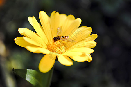 hoverflyor 食蚜蝇在金盏花上飞宏观荒野条纹花园天线爪子枝条积分昆虫花粉背景图片