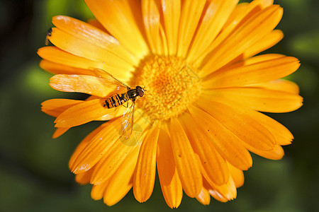 hoverflyor 食蚜蝇在金盏花上飞野生动物条纹双翅目荒野爪子昆虫枝条花粉宏观天线图片