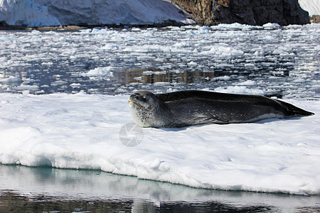 落于浮冰上的豹海豹蓝色天蓝色食肉冒险猎人环境海洋冰川冻结哺乳动物图片