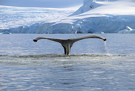 鲸尾尾冰山民科旅游尾巴冒险游猎海洋动物野生动物鲸鱼图片