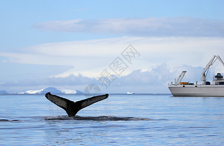船 船和船的背鲸尾尾民科尾巴鲸鱼海洋海豹旅游毛皮冰山动物冒险图片