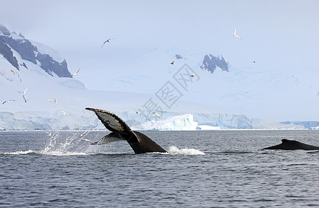 鲸尾尾游猎旅行海豹冒险冰山野生动物毛皮哺乳动物民科鲸鱼图片