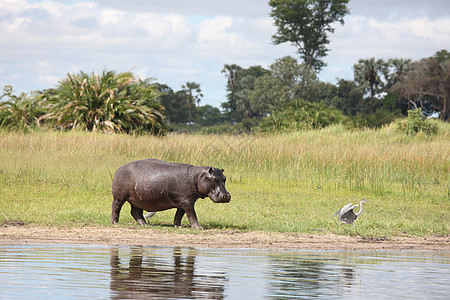 非洲河中非洲河水河马的野生河马公园哺乳动物荒野地形生态野生动物危险国家旅游池塘图片