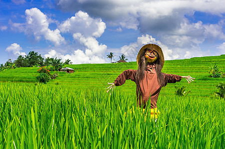 稻田里的稻草人收成国家安全稻草食物旅行农业蓝色警卫娃娃图片