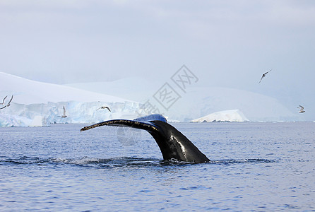 鲸尾尾动物野生动物冰山哺乳动物海洋游猎鲸鱼旅游海豹毛皮图片