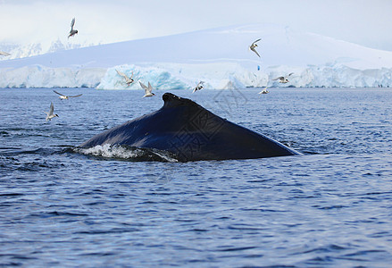 南极低背鲸图片