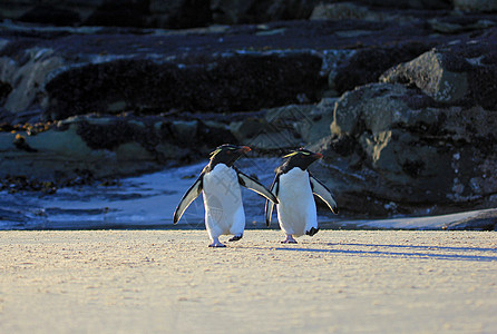 福克兰群岛 企鹅岛蓝色岩石鸟类野生动物野外动物料斗岛屿企鹅群殖民地脖子图片