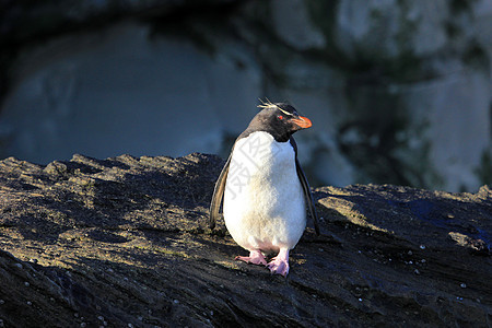 福克兰群岛 企鹅岛料斗岛屿鸟类幼鸟羽毛野外动物动物脖子红眼睛海洋图片