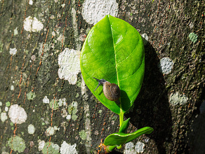 绿叶自然背景叶子蜗牛树叶花园绿色植物图片