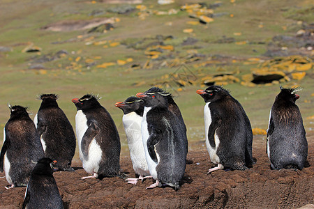 福克兰群岛 企鹅岛殖民地野生动物成虫鸟类企鹅脖子羽毛跳岩蓝色企鹅群图片