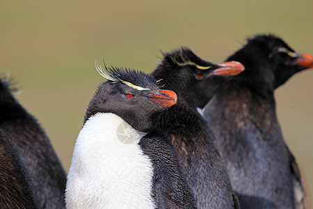 福克兰群岛 企鹅岛殖民地红眼睛野生动物地形企鹅料斗幼鸟野外动物蓝色羽毛图片