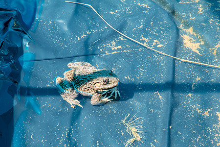 绿青蛙 在池塘的封闭中环境百合荒野蟾蜍沼泽栖息地林蛙两栖荷花生态图片