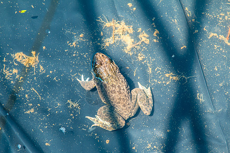 绿青蛙 在池塘的封闭中生态环境眼睛木头两栖百合公园蟾蜍栖息地荷花图片