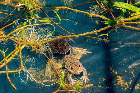 绿青蛙 在池塘的封闭中木头栖息地沼泽荷花环境公园蟾蜍百合生态野生动物图片