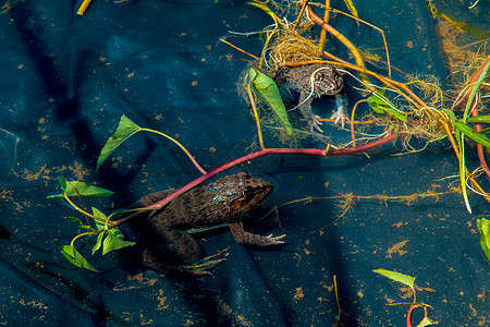 绿青蛙 在池塘的封闭中蟾蜍环境动物林蛙公园生态百合荒野野生动物眼睛图片
