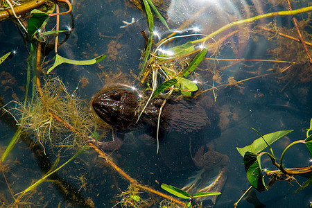 绿青蛙 在池塘的封闭中林蛙动物环境公园生态栖息地蟾蜍百合荷花木头图片