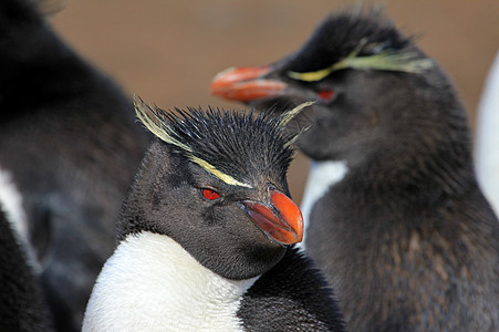 福克兰群岛 企鹅岛红眼睛野生动物鸟类羽毛海洋成人殖民地脖子料斗动物图片