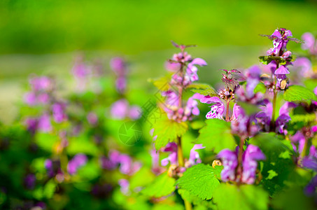 花朵盛满紫色鲜花的公主杂草荨麻野花草本植物植物学房间宏观摄影植物群双年展图片