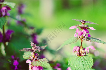 花朵盛满紫色鲜花的公主野花草本植物宏观房间杂草荨麻摄影双年展植物学植物群图片