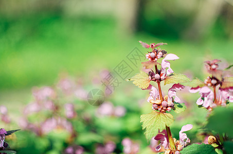 花朵盛满紫色鲜花的公主植物群摄影宏观荨麻野花草本植物植物学杂草房间双年展图片