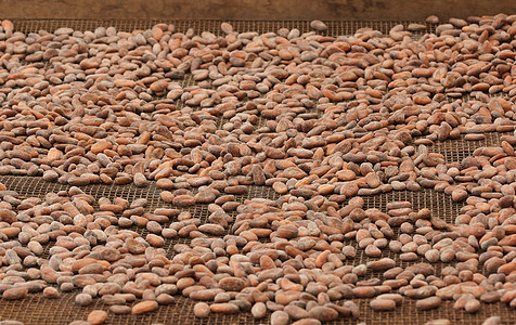 干干可可豆 圣多美烘干植物农场农业水果可可制造业种植园食物目的地图片