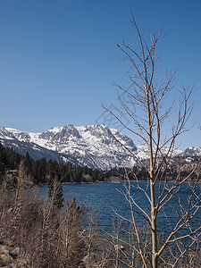 美丽的湖泊 雪山和松树风景天空绿色公园季节旅行森林反射图片