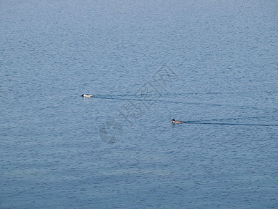 鸭子在湖中游泳反射绿色羽毛野生动物蓝色男性动物荒野池塘针尾图片