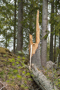树枝和一棵已倒下的树木图片
