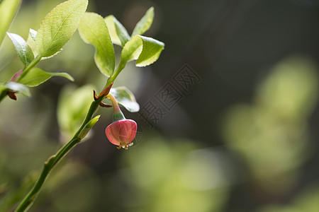 花蓝莓花图片