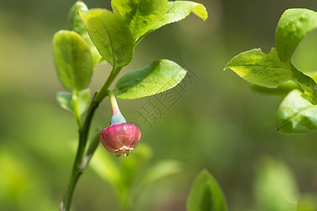 青莓花在新鲜绿绿菜中图片