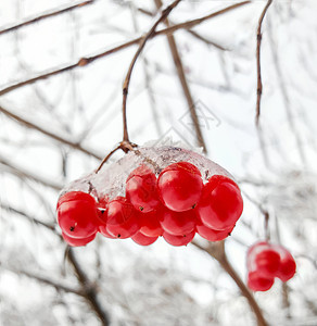 雪中红莓的维本树枝衬套灾难季节水果花园天空木头浆果植物学植物群图片