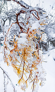 树枝上覆盖冰雪的树枝图片