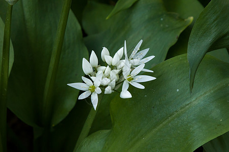 野生大蒜花植物韭菜林地木蒜植物学熊葱白色农村野花荒野图片