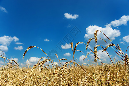 小麦田和有云的天空蓝色面包植物地平线玉米生长稻草土地全景小麦图片