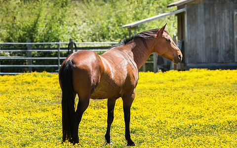北卡利福纳农场马匹天空白色哺乳动物牧场动物蓝色马术绿色红色农场图片